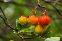 Strawberry tree